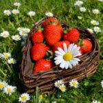 strawberries-fraoula.2-1024x681