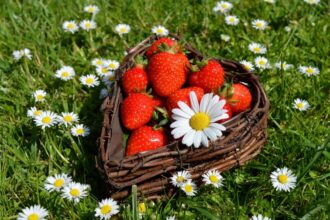 Strawberries fraoula.2 1024x681