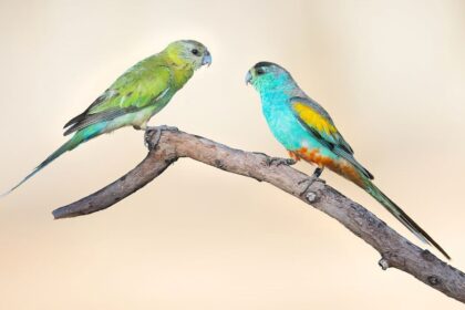 Golden Shouldered Parrot 960x600