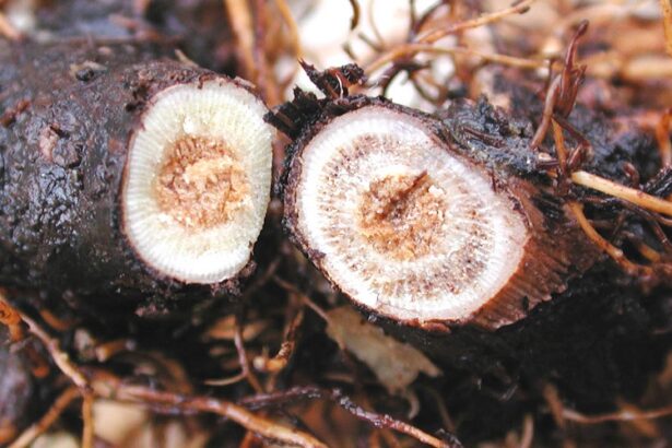 Ampeli astheneia xilou