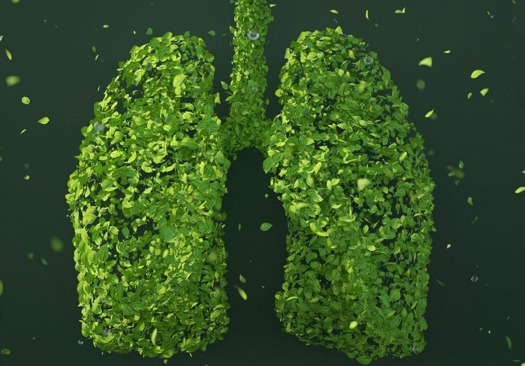 Lungs Leaves 1024x715