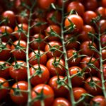 tomates-1536x1025