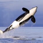 Orca