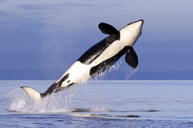 Orca