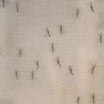 Mosquitos 960x600