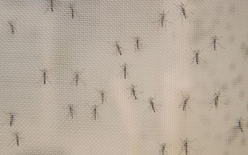 Mosquitos-960x600