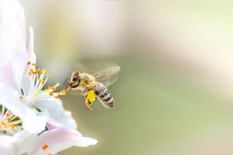 Bee