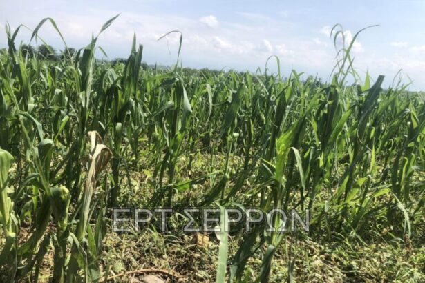 Watermarked 351624642 155258690869389 3062590501010312817 n 768x576