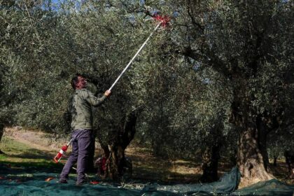 Agrotes Mazema Elias