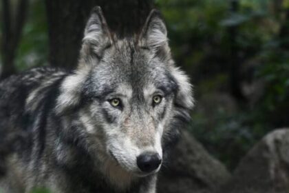 Wolf Predator Grey Animal 768x614 1 768x614