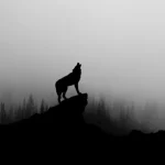 Wolf1 696x464