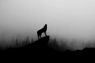 Wolf1 696x464