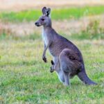 Kangaroo 960x700 (1)