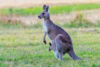 Kangaroo 960x700 (1)