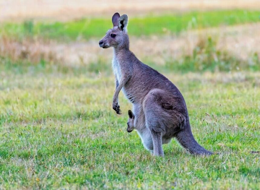 Kangaroo 960x700 (1)