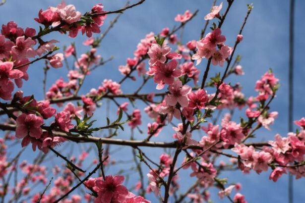 1be23903060d2b8340f8fb5a9b233155