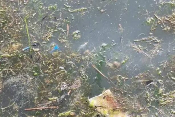 Thermaikos rypansi2 15032025