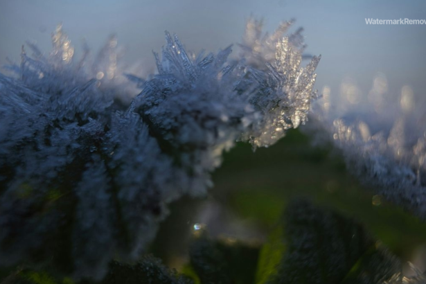 98cdba3c60b241a97b086870af9c4531 no watermark