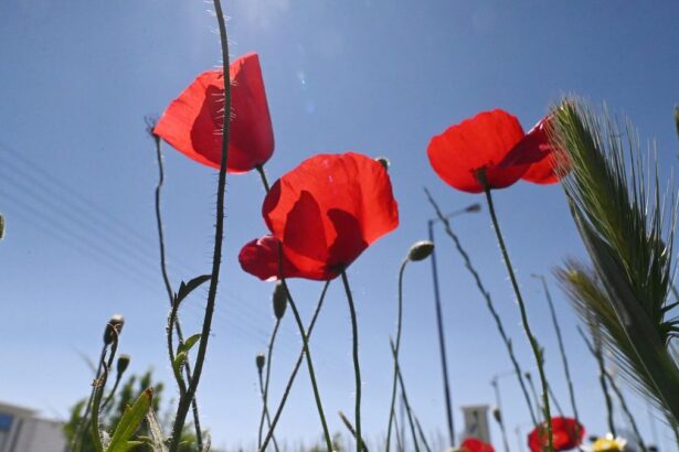 212dc0bc40a0bdb690f87ef16fe6495e