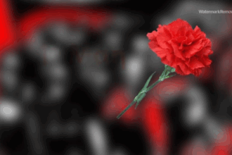 45d72fdcf6bdaf4be7194ad42abce438 no watermark