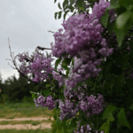 6d863702177712339c0c607c7f86dff8 no watermark