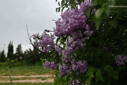 6d863702177712339c0c607c7f86dff8 no watermark