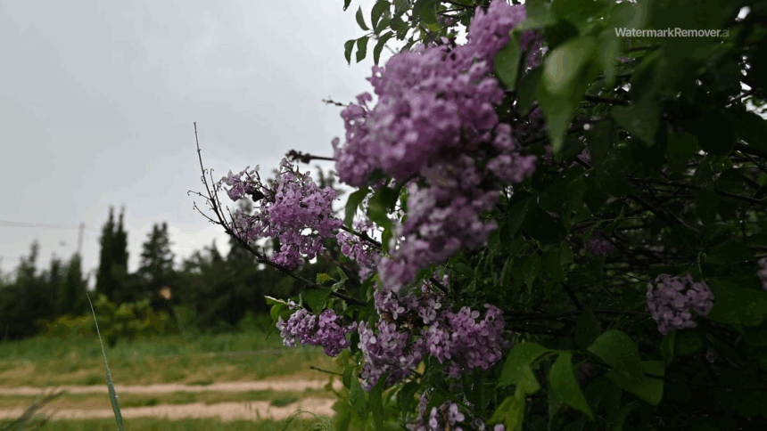 6d863702177712339c0c607c7f86dff8 no watermark