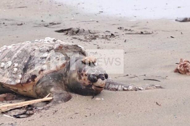 8305484de6f1c150fb8a4c237272a609