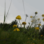 88a5ad8ff3063ed947b6d9a90dfa964d no watermark