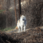 9160b92f6c585befc8c97bdc05f06ba4 no watermark