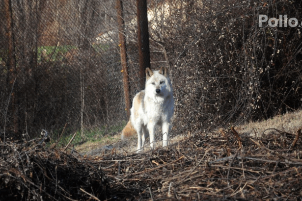 9160b92f6c585befc8c97bdc05f06ba4 no watermark