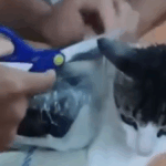 F9a42ed3d6964899e678a9dbef7926ca no watermark