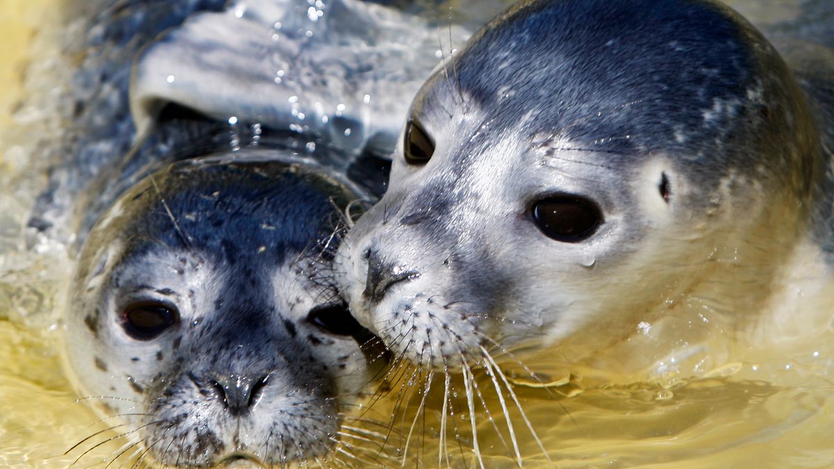 7e0c94c309c7f52edac1cb0418e3a0b7