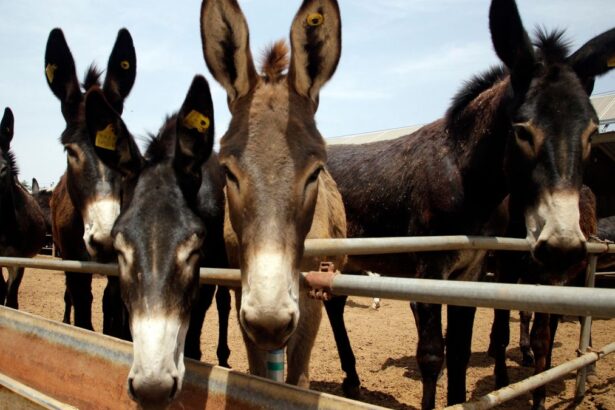 C4c2c6c2de49357df234a71ea3662fa2