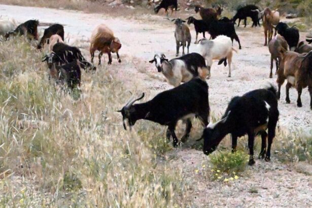 4af7485faa7d8c922e71bb681d838017